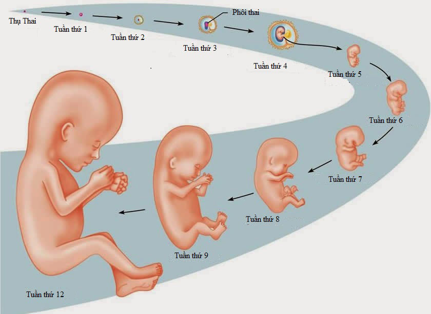 Giúp não bộ thai nhi phát triển