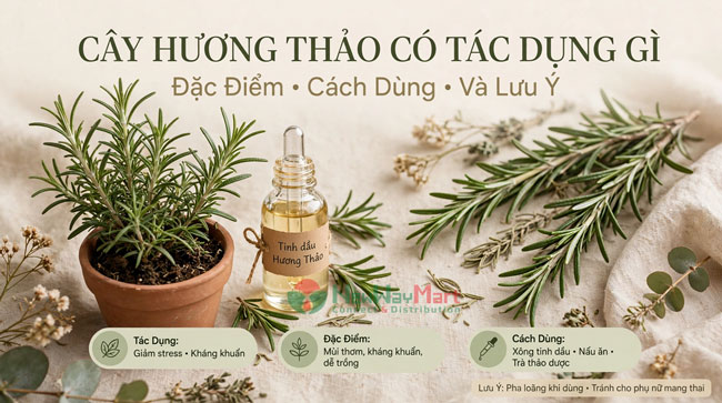 Cây Hương Thảo Có Tác Dụng Gì? Đặc Điểm, Cách Dùng Và Lưu Ý