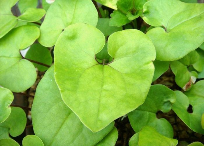Tế tân là gì? Công dụng và cách sử dụng cây tế tân