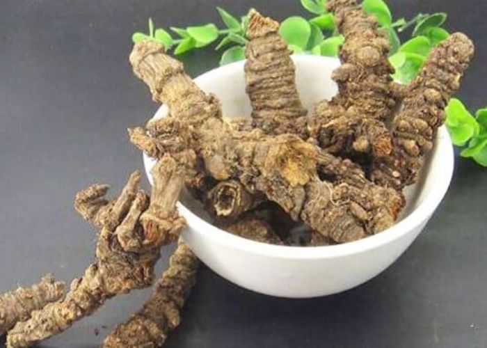 Khương hoạt là cây gì? Tác dụng của dược liệu khương hoạt