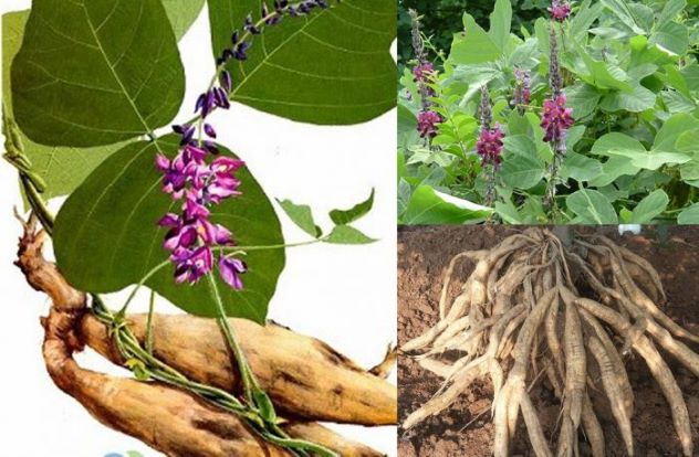 Cát căn là gì? Bài thuốc chữa bệnh từ vị thuốc cát căn