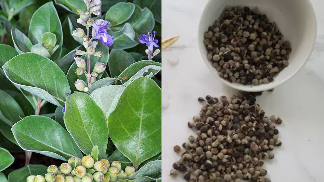 Mạnh kinh tử là gì? Một số bài thuốc có mạn kinh tử