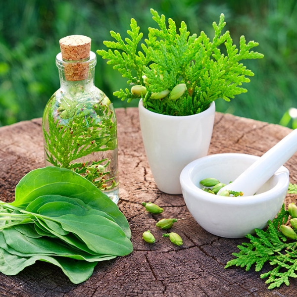 Đưa thảo dược Việt Nam ra thị trường thế giới